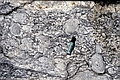 gneiss oeillé